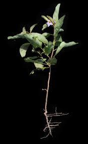 Image result for Solanum campylacanthum 'panduriforme type'