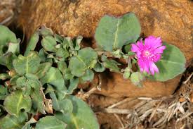 Image result for Corbichonia decumbens