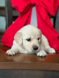 Gentle dispositions and a desire to please! Home Am Goldens 330 317 0445 Apple Creek Oh