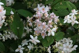 Image result for Deutzia x hybrida ′Mont Rose