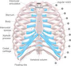 Anatomy of rib cage and sternum. Thoracic Cage Is Made Up Of Bones And Stock Vector Colourbox