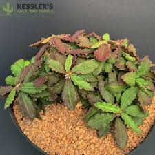 Image result for Euphorbia chevalieri