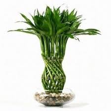 10 Lucky Bamboo Arrangements What They Mean Lucky Bamboo Plants Bamboo Plants Easy House Plants