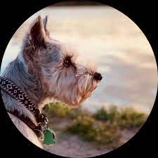 Thanks for considering adopting a pet from dallas animal services! Dallas Hiram Area Adoptable Pets Cats Dogs More Dallas Ga Patch