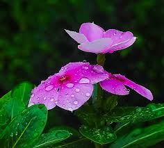 Catharanthus roseus - Wikipedia