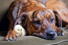 Dog depression symptoms are very similar to those in people, said john ciribassi, dvm, past president of the american veterinary society of animal behavior. Why Is My Dog Acting Sad
