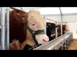 Kurbanlik Kesimi Isinin Ehli Kasap Iste Not Islami Kurallara Uygun Degildir Buyukbas Hayvan Kesimi Youtube In 2020 Animals Cow