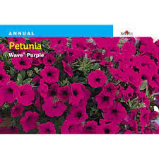 Versatile, vigorous petunias may be showoffs with their frilly and bright blooms, but they are also hard workers. Burpee Petunia Wave Purple Seed 39934 The Home Depot