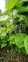 Image result for Piper umbellatum