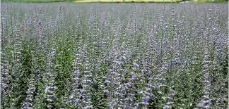 Russian sage is hardy in usda plant hardiness zones 5 through 10. Russian Sage Costa Farms