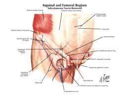 The groin is the area that lies between the abdomen stomach and thighs. Inguinal Hernia Anatomy Female Anatomy Drawing Diagram
