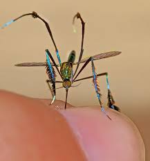 Si te gusta este tipo si te ha gustado, este video titulado mosquito gigante encontrado en cordoba argentina. Sabethes Cyaneus This Iridescent Mosquito With Feathered Legs Is Found From Belize To Northern Argentina Insects Bugs And Insects Arthropods