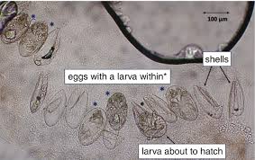 Image result for Sarcoptes scabiei life cycle