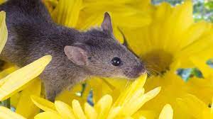 Check spelling or type a new query. How To Keep Rodents Out Of Garden