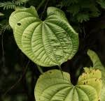 Image result for Dioscorea schimperiana