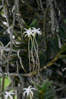 Image result for Rangaeris