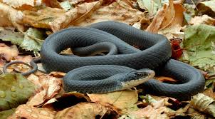 Hasil gambar untuk Black Mamba