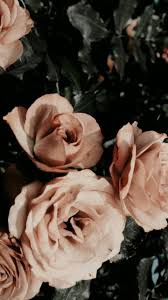 Rose Wallpaper Pembe Noel Optik Yanilsama Arkaplan Tasarimlari