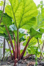 There is a secret ingredient in this recipe that makes these rhubarb bars bright ruby red, and it's not food coloring. How To Grow And Care For Rhubarb Plants Gardener S Path