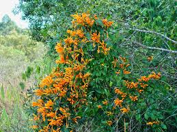 Image result for Pyrostegia