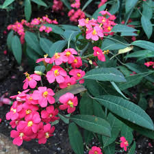 Image result for Euphorbia fulgens