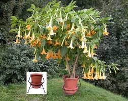 Image result for durman obecný květ