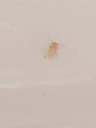 And what can we use to prevent their. Flour Mites Mumsnet