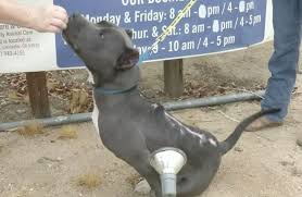 Visit your local palmdale petsmart store for essential pet supplies like food, treats and more from top brands. Palmdale Dog Burned By Acid Nears End Of Recovery Process