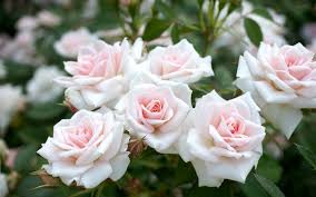 Image result for images of rose white hd