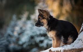 We did not find results for: Download Wallpapers German Shepherd Puppy Winter Dogs Pets Cute Animals German Shepherd Dog Besthqwallpapers Com German Shepherd Puppies German Shepherd Bulldog Breeds