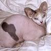 Weitere ideen zu sphynx katze, sphynx, nacktkatze. 1