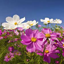 Cosmos Seeds Cosmos Bippanatus Mix Flower Seed