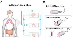 Posted on june 1, 2016 by admin. Micromachines Free Full Text The Future Application Of Organ On A Chip Technologies As Proving Grounds For Microbiorobots Html