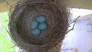 Robin Bird Eggs In Nest Hatching To Fledging Time Lapse Youtube