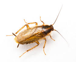 5 Signs Of A German Roach Infestation And How To Get Rid Of Them
