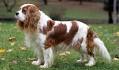 Lilium Cavaliers