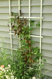 Erleben sie günstige preise und viele kostenlose extras wie proben & zeitschriften. Had My First Question That I Was Stumped At Why Is My Clematis Leaves Curling Getting Brown And Dying This Is What I Found Becky S Greenhouse