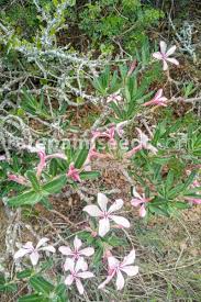 Image result for Adenium multiflorum