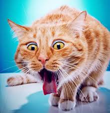Nothing can be done to totally prevent hairballs in cats, but there are things you can do to reduce the likelihood your cat will have hairballs or reduce their frequency. Vomiting In Cats