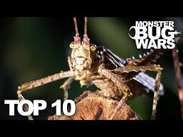 177 Top 10 Bug Fights Monster Bug Wars Youtube Insect Unit Animals Wild Bugs