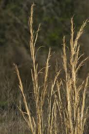 We did not find results for: Popotillo Pajon Andropogon Virginicus Naturalista