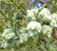 Image result for Widdringtonia nodiflora