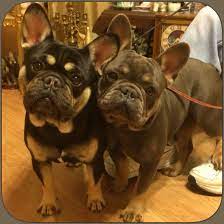 Blue frenchie makes a better companion than a protector. Pin On French Bulldogs