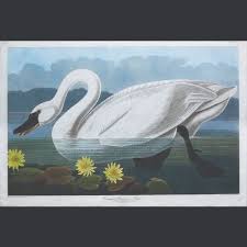 John James Audubon Common American Swan Plate Ccccxi 411 Mutualart 484 special kinds of language abbreviations and acronyms 2 idioms, collocations and fixed expressions 255 politeness using questions 435 distancing verb forms 436 softening expressions 437 'social' language 545 varieties and styles of english american and british english 51 standard english and. mutualart