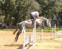 See more ideas about horse adventure, horses, argentina. Horses Argentina Home Facebook
