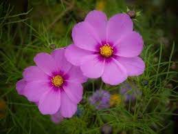 Cosmos Plants How To Grow Cosmos Flowers Cosmos Flowers Cosmos Plant Flower Care