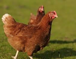 Check spelling or type a new query. Cara Ternak Ayam Petelur Ayam Ketawa Ayam Mutiara Dan Kalkun Diedit Com