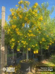 Image result for Tecoma stans