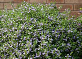 We did not find results for: Angus S Top Ten Australian Groundcovers Gardening With Angus