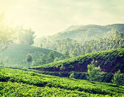 The indian tea industry is controlled by the tea board of india. 5 Best Tea Plantations In India Jayshree Blog